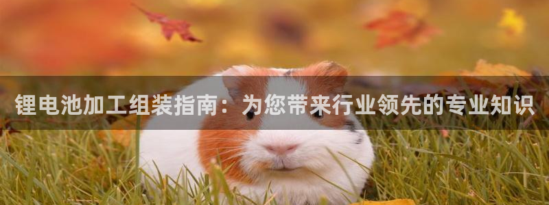 凯时国际最新